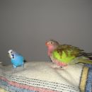 Bally & Koki
