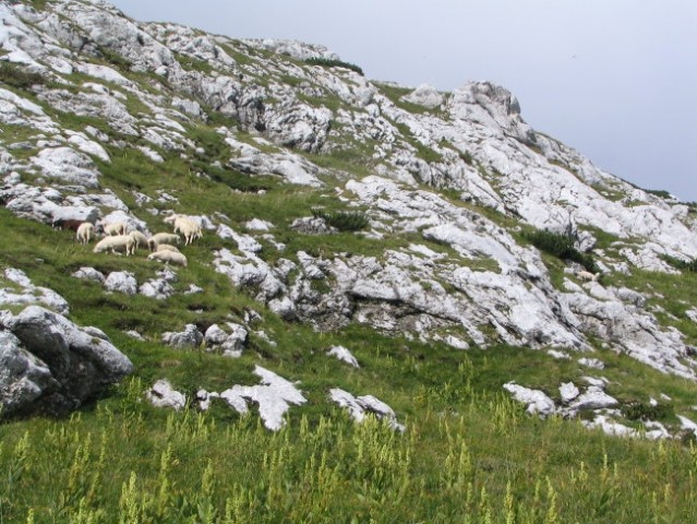 Ovčke nad Kokrškim sedlom ... uživajo!