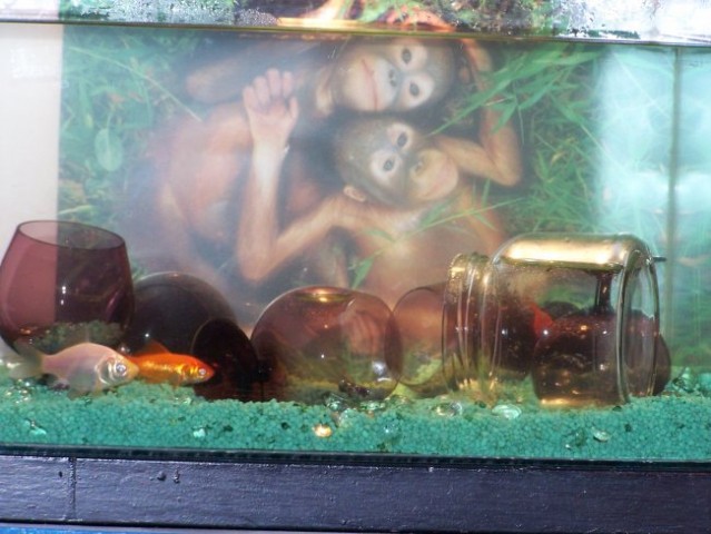 Akvarij - kolekcija poletje 2005