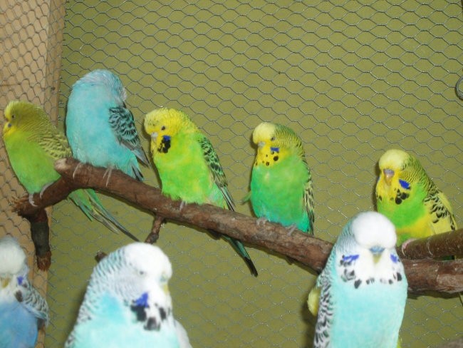 Moje papige-Vse vrste - foto povečava