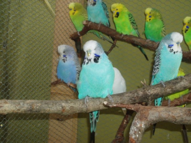 Moje papige-Vse vrste - foto