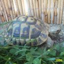junior