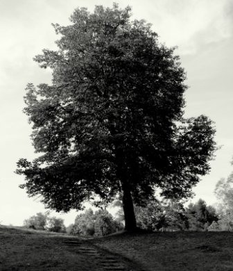 Samotno drevo