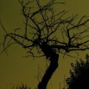 Horrible tree