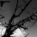Dying tree