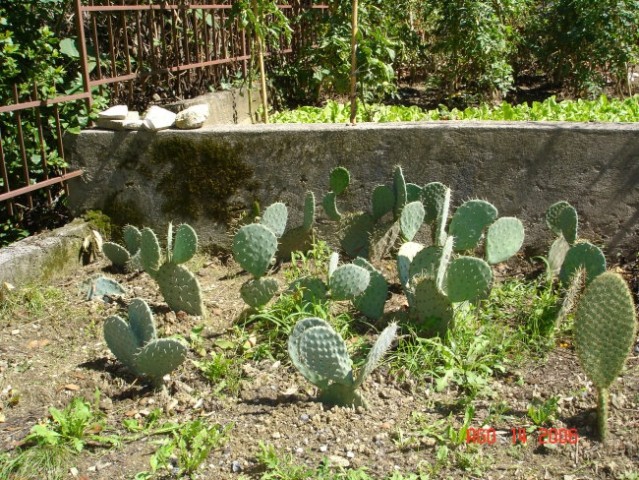 Kaktusi za menjavo, prva vrsta še neukoreninjena , ostali dve ukoreninjeni