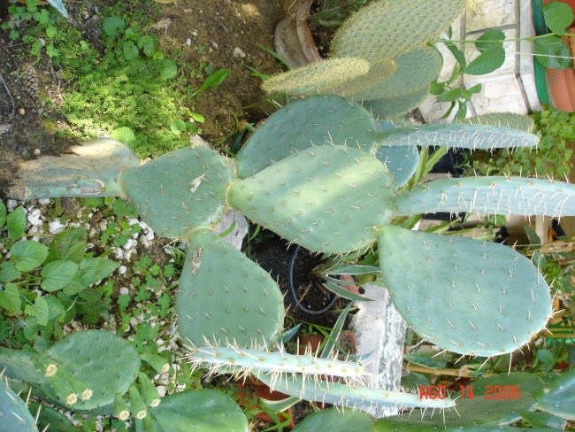 Kaktus star 3 leta menjam