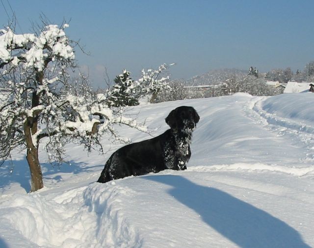 Zima 2005 / 2006 - foto povečava