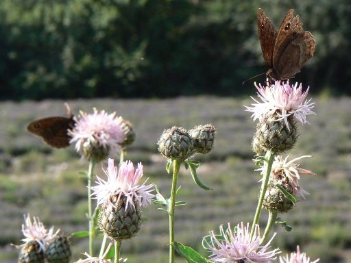 Papillon