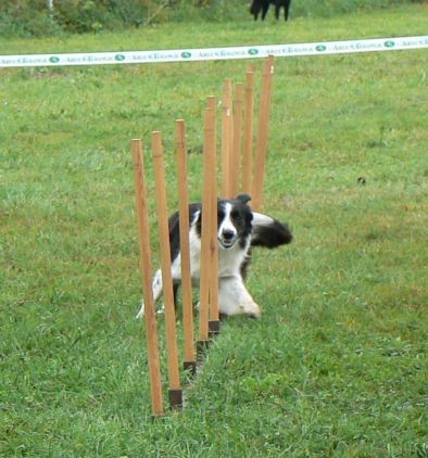 Agility4fun-KD Krim, 26.8.06 - foto povečava