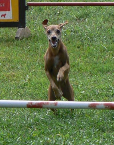 Agility4fun-KD Krim, 26.8.06 - foto