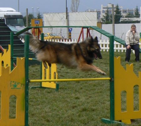 Agility4fun - KD Obala - 25.11.06 - foto povečava