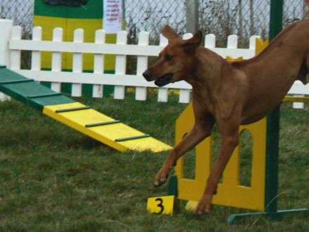 Agility4fun - KD Obala - 25.11.06 - foto