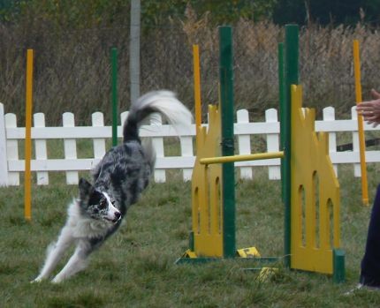Agility4fun - KD Obala - 25.11.06 - foto povečava