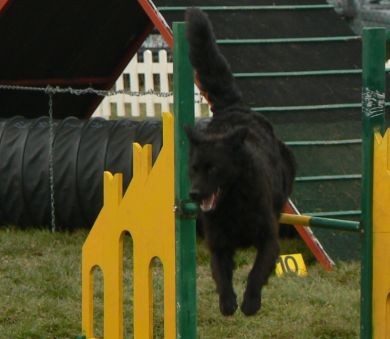 Agility4fun - KD Obala - 25.11.06 - foto