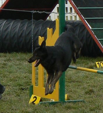 Agility4fun - KD Obala - 25.11.06 - foto povečava