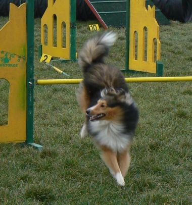 Agility4fun - KD Obala - 25.11.06 - foto povečava