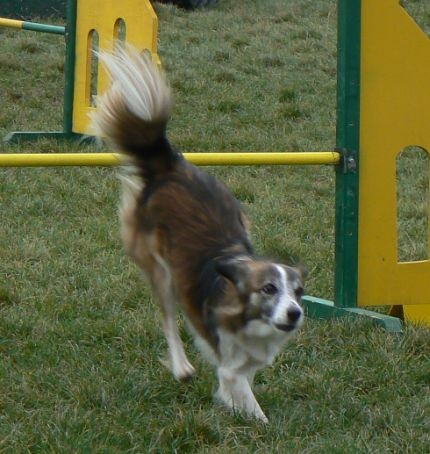 Agility4fun - KD Obala - 25.11.06 - foto povečava