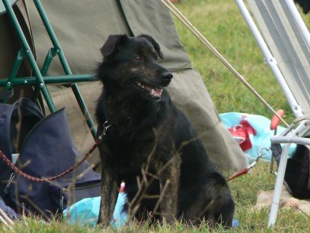 Agility4fun - KD Obala - 25.11.06 - foto