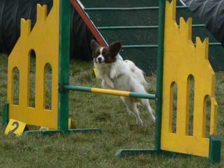 Agility4fun - KD Obala - 25.11.06 - foto povečava