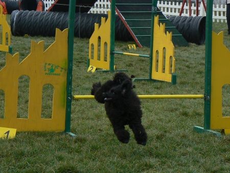 Agility4fun - KD Obala - 25.11.06 - foto povečava