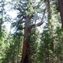 Mariposa Grove - Grizzly Giant