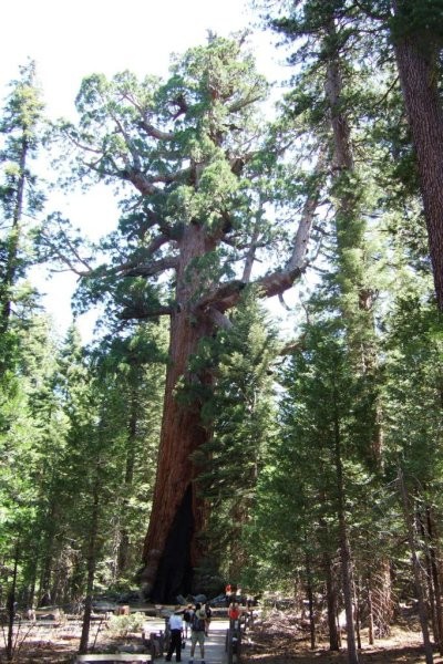 Mariposa Grove - Grizzly Giant