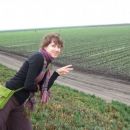 Strawberry fields near Monterey