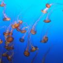 Monterey Aquarium