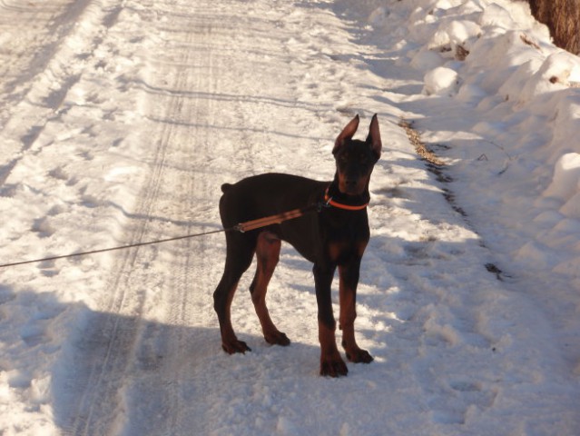 Prvi snežni sprehod! - foto