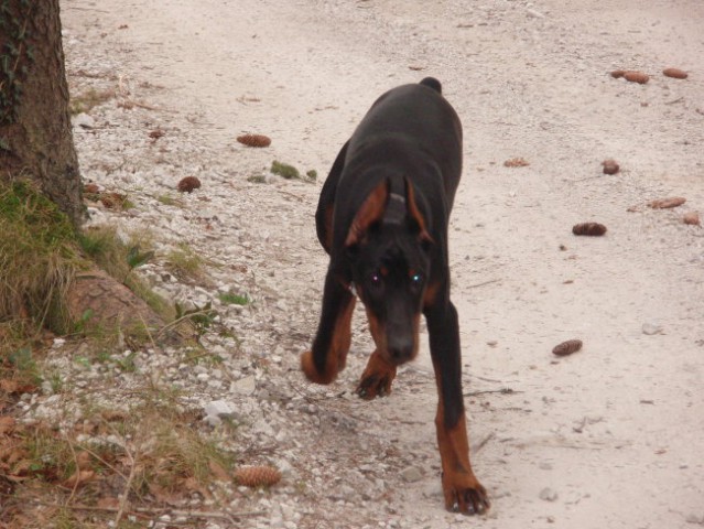 Iro-5 mesecev - foto