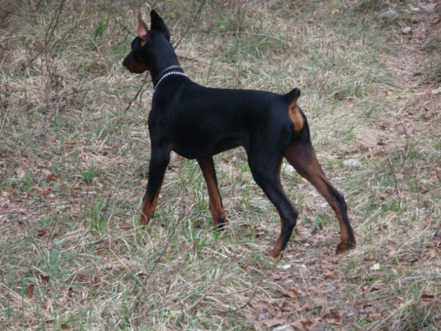 Iro-5 mesecev - foto