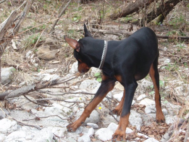 Iro-5 mesecev - foto