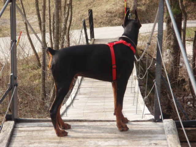 Iro-5 mesecev - foto