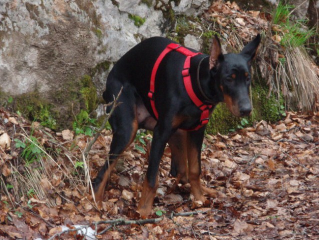 Iro-5 mesecev - foto