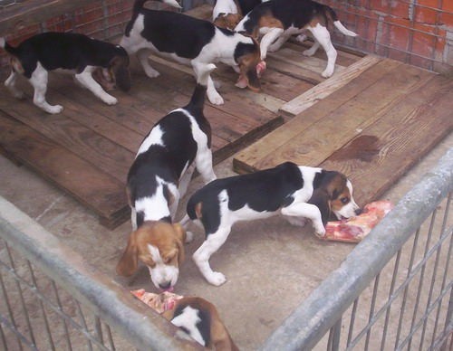 Beagle - foto povečava