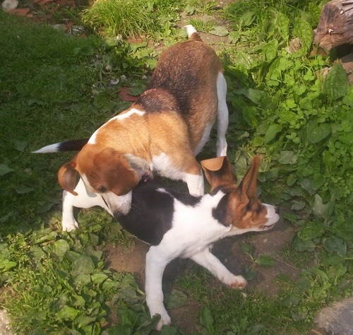 Beagle - foto povečava