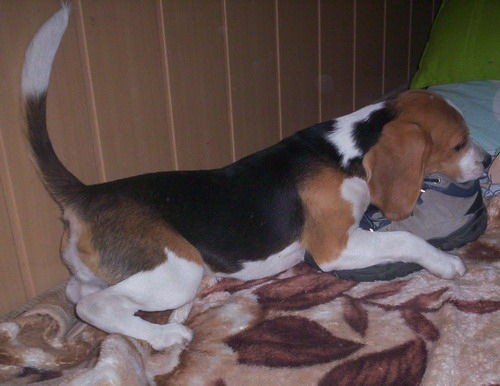 Beagle - foto