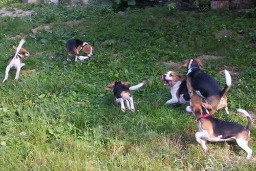 Beagle - foto povečava