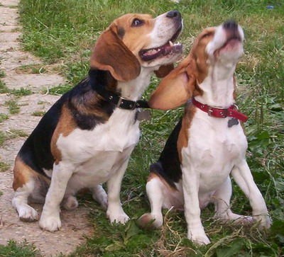 Beagle - foto povečava