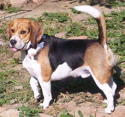 Beagle - foto povečava