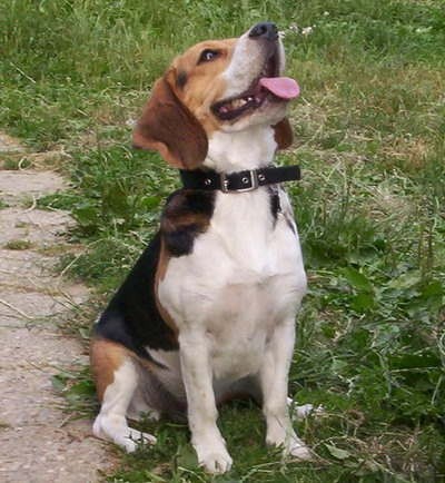 Beagle - foto