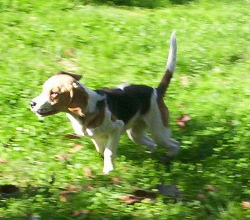 Beagle - foto povečava