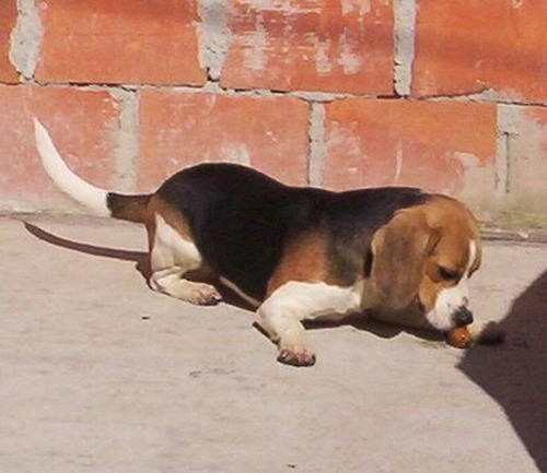 Beagle - foto