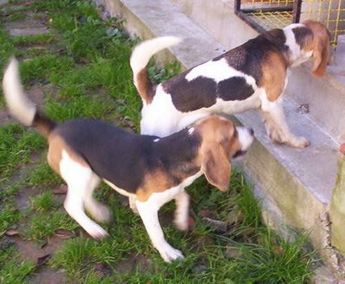 Beagle - foto povečava