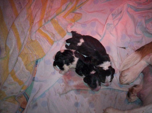Beagle - foto povečava