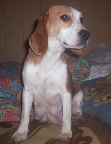 Beagle - foto