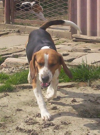 Beagle - foto povečava