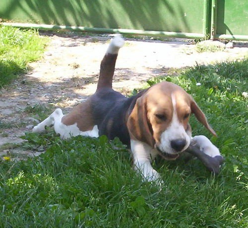 Beagle - foto