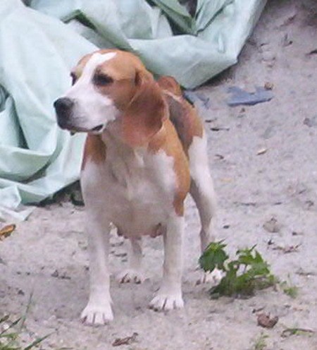 Beagle - foto povečava